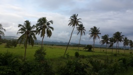 Nucă de cocos copaci, palmieri