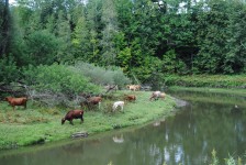 Vacas lado de un río
