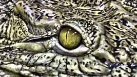 Crocodile oczu