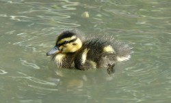 Cute Duckling In The Pond