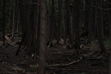 Bosque oscuro