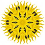 Dark seed sunflower