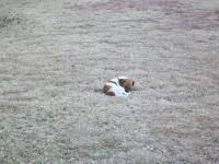 Perro en hierba seca