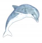 Dolphin isolé sur blanc