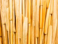 Motif de bambou sec