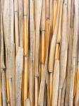 Dry Bambus-Muster