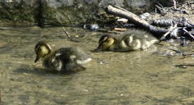 Ducklings At The River Bank