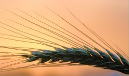 Ear Of Wheat At Sunset