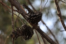 Fall Pine Cones