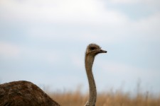 Female ostrich close up