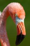 Flamingo porträtt