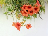 Flores naranjas