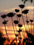 Blommor på solnedgången