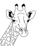 žirafa obrys ilustrace