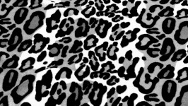 Gray Leopard Skin Background