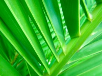 Folha de palmeira verde