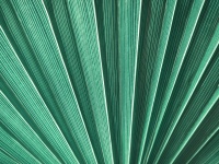 Grünes Palmblatt Detail