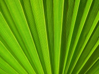 Grünes Palmblatt Detail