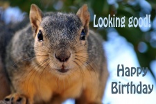 Gelukkige Verjaardag van de eekhoorn