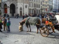Horse In Florence
