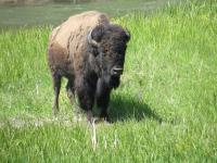 Senast bison