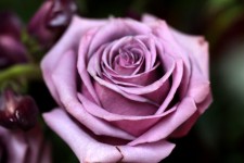 Lavender Rose Up Close Flower