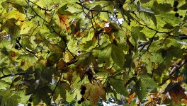Leaf Canopy Background
