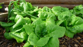 Grădină salata verde