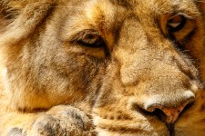 Lioness head