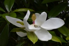Magnolien-Blumen-
