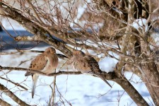 Mourning Dove's