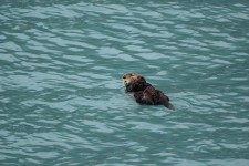 Otter Floating
