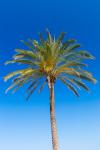 Palm copac și cer albastru