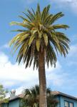 Palm Tree Háttér