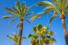 Palm Trees And Blue Sky