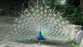 Peacock éventant plumes