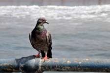 Pigeon na plaży # 1