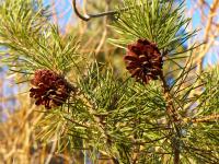 Pinecones in Trees
