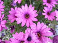 粉红色和紫色的花朵