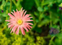 Pink Daisy Typ Flower