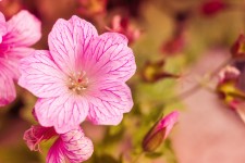 ピンクの花マクロ