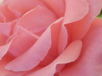 Rosa Rosenblättern