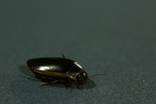 Draví Potápění Beetle Bug