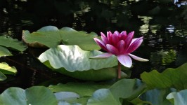 Flor de Lotus roxa