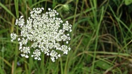 Queen Anne&#39;s Lace