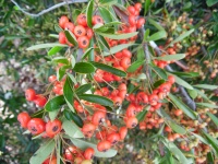 Rote Beeren im Park