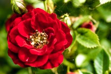 Red Dog Rose, Rose fotografia Macro