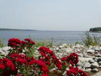 Red Roses od moře