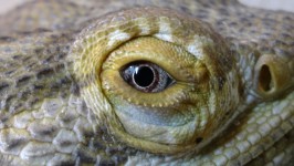 Reptiles Eye
