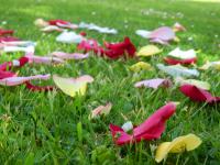 Płatki róż na trawie